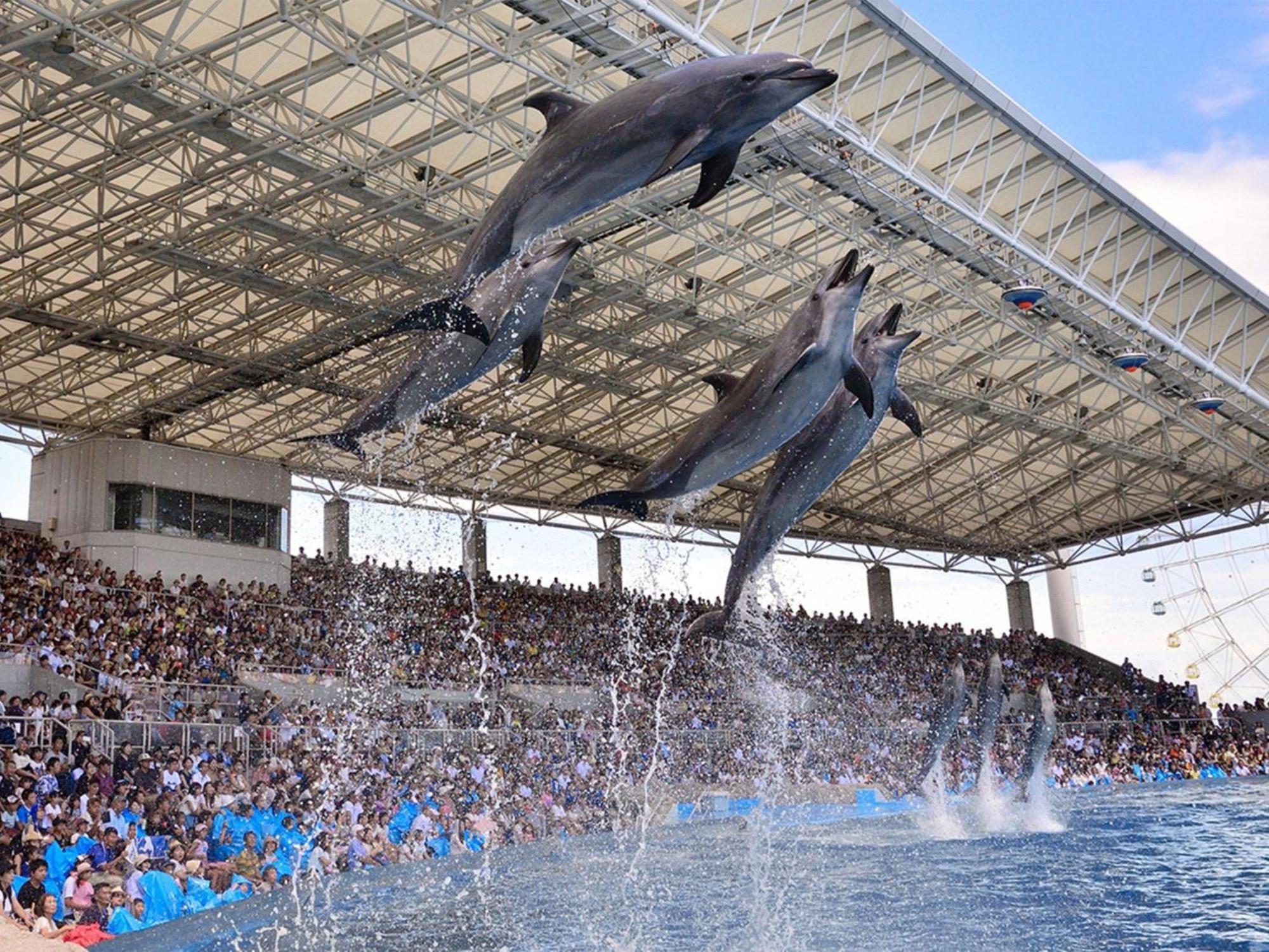 Nagoya Kanko Hotel Buitenkant foto Dolphin show at Dolphinarium